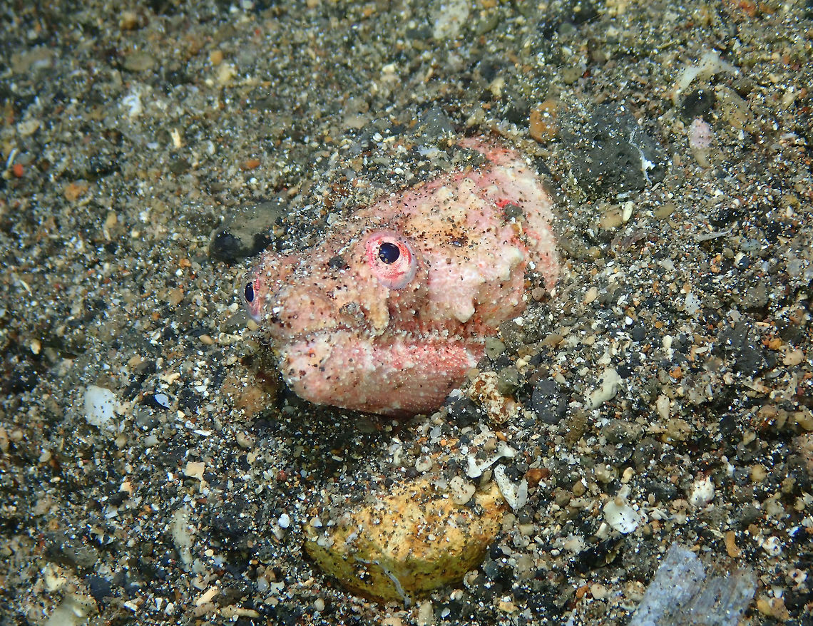 Reptilian snake eel - Brachysomophis henshawi Coconut Garden, Lembeh. Brachysomophis henshawi,Geotagged,Indonesia,Reptilian snake eel,Spring