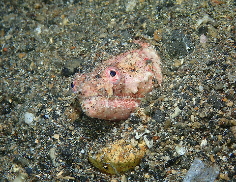 Reptilian snake eel - Brachysomophis henshawi Coconut Garden, Lembeh. Brachysomophis henshawi,Geotagged,Indonesia,Reptilian snake eel,Spring