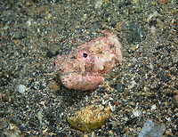 Reptilian snake eel - Brachysomophis henshawi Coconut Garden, Lembeh. Brachysomophis henshawi,Geotagged,Indonesia,Reptilian snake eel,Spring