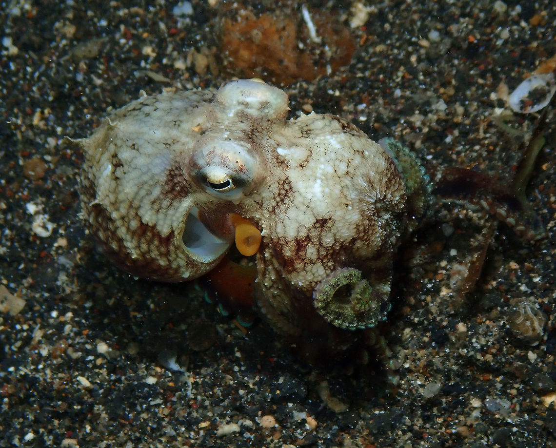 Amphioctopus marginatus Coconut Garden, Lembeh. Night dive.<br />
This one was a juvenile, I think, because it was quite small. Amphioctopus marginatus,Coconut octopus,Geotagged,Indonesia,Spring