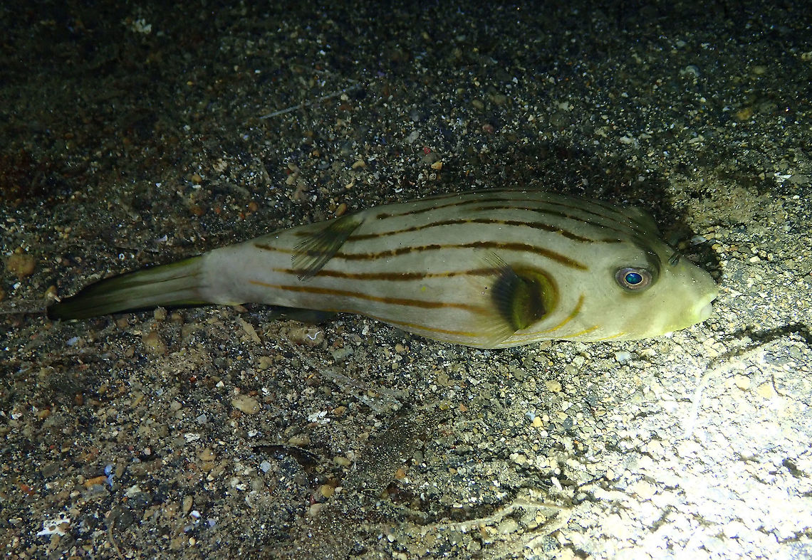 Narrow-Lined Puffer (Arothron manilensis) Coconut Garden, Lembeh.<br />
During a night dive so I think he was sleeping. Arothron manilensis,Geotagged,Indonesia,Narrow-lined puffer,Spring