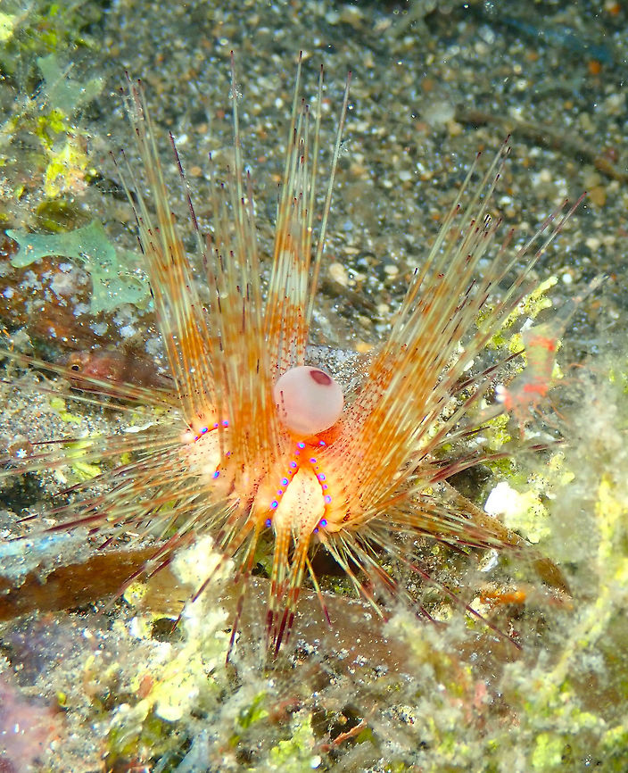 Red urchin Juvenile - Astropyga radiata Coconut Garden, Lembeh. Astropyga radiata,Geotagged,Indonesia,Red urchin,Spring
