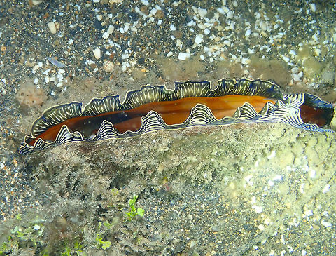 Flag Pen Shell - Atrina vexillum Coconut Garden, Lembeh. Atrina vexillum,Flag Pen Shell,Geotagged,Indonesia,Spring
