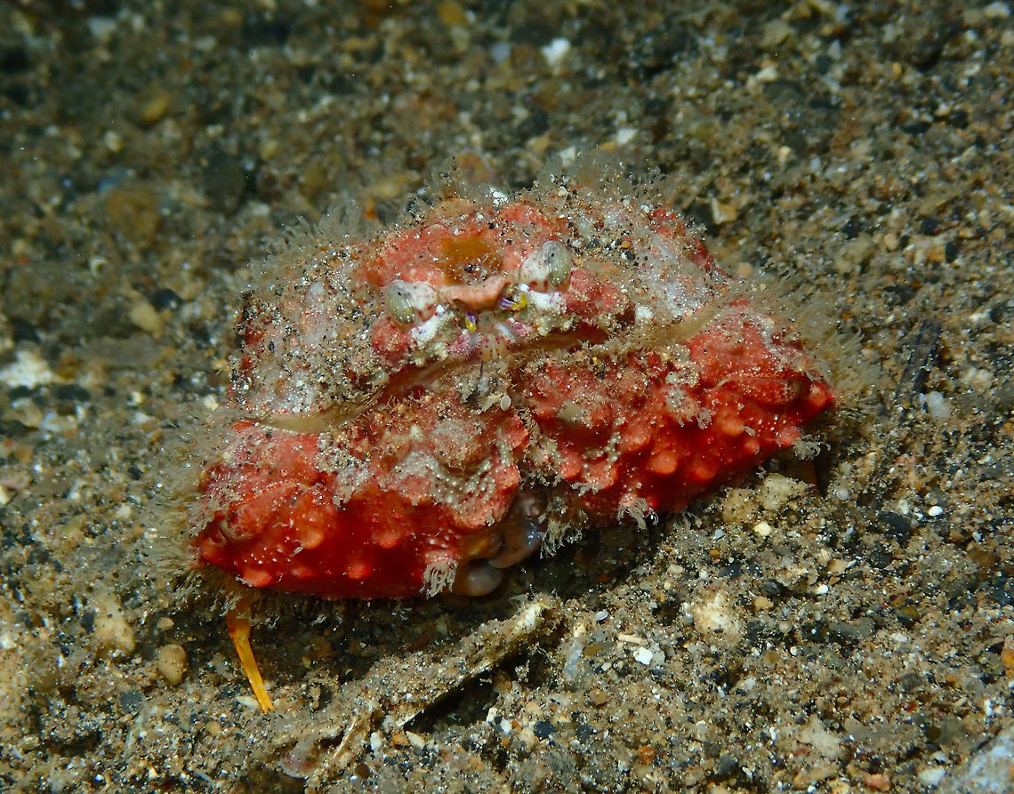 Rough Box Crab - Calappa gallus Coconut Garden, Lembeh.<br />
<figure class="photo"><a href="https://www.jungledragon.com/image/71357/rough_box_crab_-_calappa_gallus.html" title="Rough Box Crab - Calappa gallus"><img src="https://s3.amazonaws.com/media.jungledragon.com/images/2298/71357_thumb.JPG?AWSAccessKeyId=05GMT0V3GWVNE7GGM1R2&Expires=1763596810&Signature=QaPsjRw7ET68whO0wvH4s%2BDR8AY%3D" width="200" height="162" alt="Rough Box Crab - Calappa gallus Coconut Garden, Lembeh. Calappa gallus,Geotagged,Indonesia,Rough box crab,Spring" /></a></figure> Calappa gallus,Geotagged,Indonesia,Rough box crab,Spring