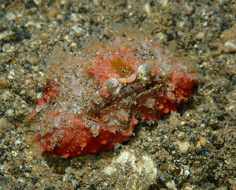Rough Box Crab - Calappa gallus Coconut Garden, Lembeh. Calappa gallus,Geotagged,Indonesia,Rough box crab,Spring
