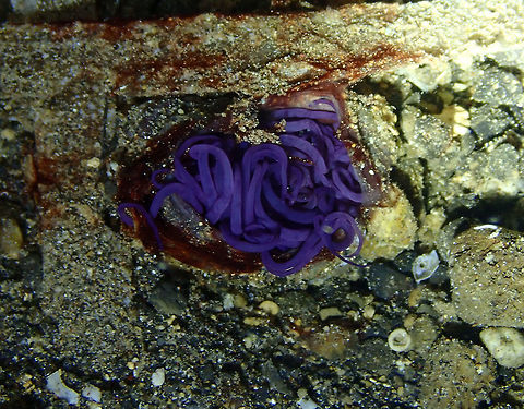Tube-Dwelling Anemone - Cerianthidae Coconut Garden, Lembeh.
Nice page with some facts:
https://seaunseen.com/tube-anemone/ Cerianthidae,Geotagged,Indonesia,Spring
