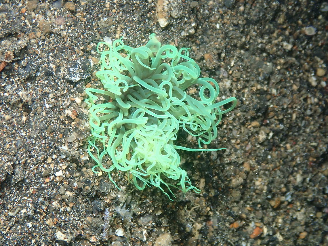Tube-Dwelling Anemone - Cerianthidae Coconut Garden, Lembeh. Geotagged,Indonesia,Spring