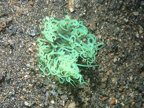 Tube-Dwelling Anemone - Cerianthidae Coconut Garden, Lembeh. Geotagged,Indonesia,Spring