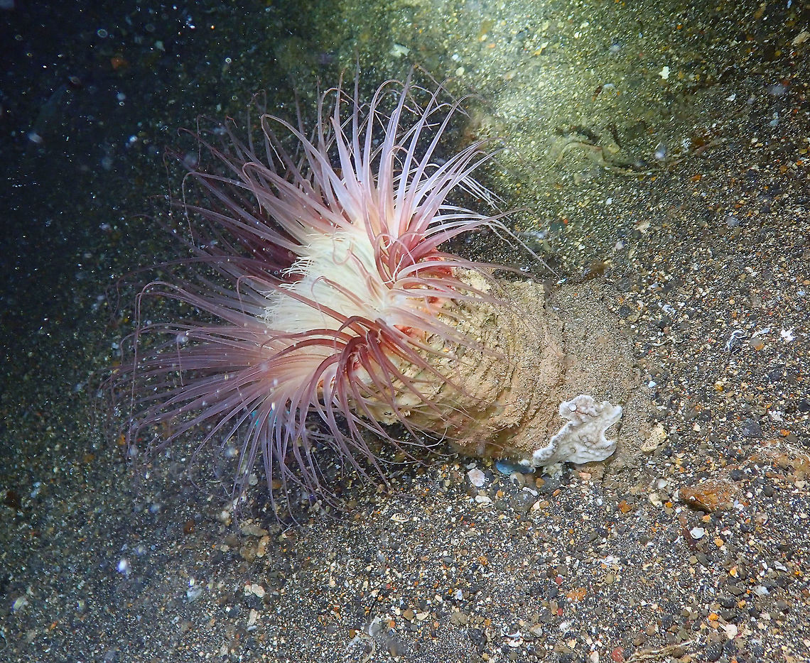Tube-Dwelling Anemone - Cerianthidae Coconut Garden, Lembeh. It may be Cerianthus filiformis. I have to check. Anemone,Cerianthidae,Geotagged,Indonesia,Spring