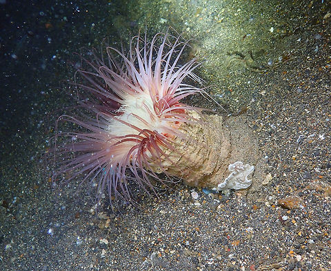 Tube-Dwelling Anemone - Cerianthidae Coconut Garden, Lembeh. It may be Cerianthus filiformis. I have to check. Anemone,Cerianthidae,Geotagged,Indonesia,Spring