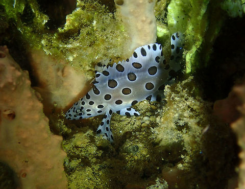 Barramundi Cod juvenile - Cromileptes altivelis Coconut Garden, Lembeh. Night dive. Cromileptes altivelis,Geotagged,Humpback grouper,Indonesia,Spring