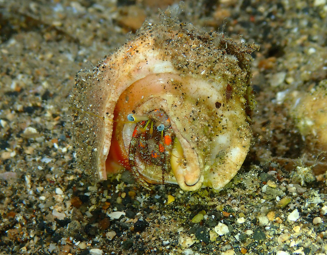Hermit Crab Coconut Garden, Lembeh. Night dive. Geotagged,Indonesia,Spring,hermit crab