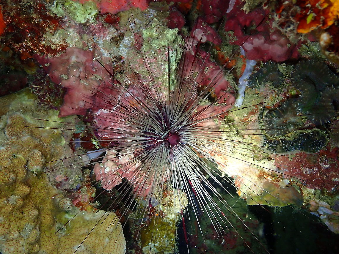 Long-Spined Sea Urchin - Diadema savignyi CoconutGarden, Lembeh. Night dive. Diadema savignyi,Geotagged,Indonesia,Spring