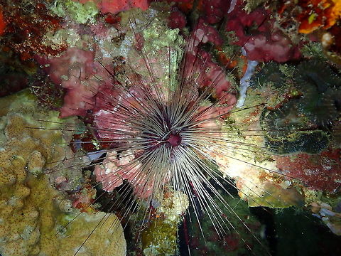 Long-Spined Sea Urchin - Diadema savignyi CoconutGarden, Lembeh. Night dive. Diadema savignyi,Geotagged,Indonesia,Spring