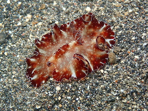 Bohol discodoris (Discodoris boholiensis) Coconut Garden, Lembeh. Night dive. Bohol discodoris,Discodoris boholiensis,Geotagged,Indonesia,Spring