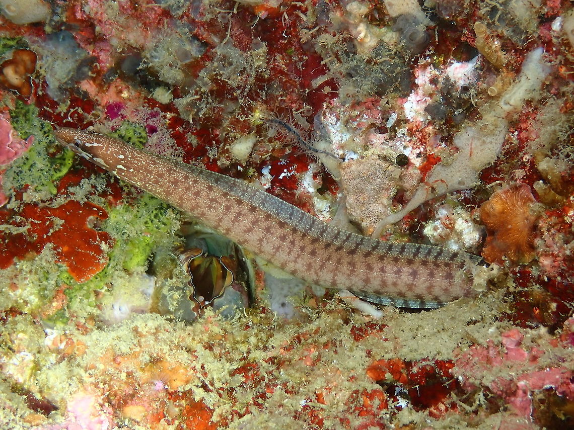 Barred-fin moray (Gymnothorax zonipectis) Coconut Garden, Lembeh. Night dive. Barred-fin moray,Geotagged,Gymnothorax zonipectis,Indonesia,Spring