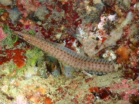 Barred-fin moray (Gymnothorax zonipectis) Coconut Garden, Lembeh. Night dive. Barred-fin moray,Geotagged,Gymnothorax zonipectis,Indonesia,Spring