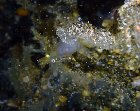 Two-toned Pygmy Squid - Idiosepius pygmaeus Coconut Garden, Lembeh. Night dive. Geotagged,Idiosepius pygmaeus,Indonesia,Spring,Two-toned Pygmy Squid,squid