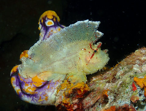 Leaf Scorpionfish - Taenianotus triacanthus Coconut Garden, Lembeh. Night dive. Geotagged,Indonesia,Leaf scorpionfish,Spring,Taenianotus triacanthus
