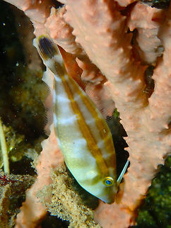 Rhinoceros leatherjacket - Pseudaluttarius nasicornis Coconut Garden, Lembeh. Night dive. Geotagged,Indonesia,Pseudalutarius nasicornis,Rhinoceros leatherjacket,Spring