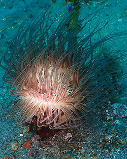 Cerianthidae sp. Pantai Parigi, Lembeh. Cerianthidae,Geotagged,Indonesia,Lembeh,Spring,Tube Anemone