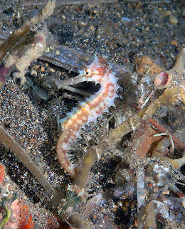 Spiny Seahorse - Hippocampus histrix Coconut Garden, Lembeh. Geotagged,Hippocampus histrix,Indonesia,Spiny seahorse,Spring