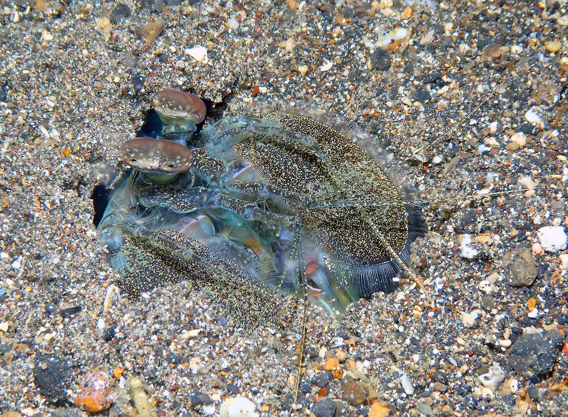 Zebra Mantis Shrimp - Lysiosquilla maculata Coconut Garden, Lembeh.<br />
<figure class="photo"><a href="https://www.jungledragon.com/image/71561/zebra_mantis_shrimp_-_lysiosquilla_maculata.html" title="Zebra Mantis Shrimp - Lysiosquilla maculata"><img src="https://s3.amazonaws.com/media.jungledragon.com/images/2298/71561_thumb.JPG?AWSAccessKeyId=05GMT0V3GWVNE7GGM1R2&Expires=1769040010&Signature=Y0pfls4fZFWQmPXWDTkrfbQ3wy4%3D" width="200" height="150" alt="Zebra Mantis Shrimp - Lysiosquilla maculata Coconut Garden, Lembeh. Geotagged,Indonesia,Lysiosquillina maculata,Spring,Zebra mantis shrimp" /></a></figure> Geotagged,Indonesia,Lysiosquillina maculata,Spring,Zebra mantis shrimp