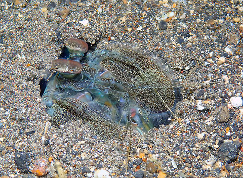 Zebra Mantis Shrimp - Lysiosquilla maculata Coconut Garden, Lembeh.
https://www.jungledragon.com/image/71561/zebra_mantis_shrimp_-_lysiosquilla_maculata.html Geotagged,Indonesia,Lysiosquillina maculata,Spring,Zebra mantis shrimp