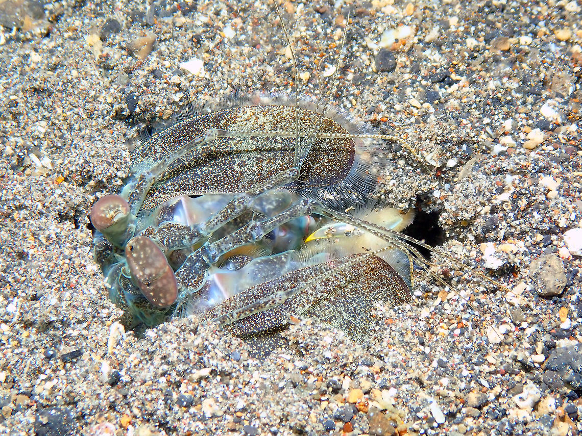Zebra Mantis Shrimp - Lysiosquilla maculata Coconut Garden, Lembeh. Geotagged,Indonesia,Lysiosquillina maculata,Spring,Zebra mantis shrimp