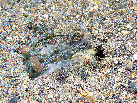 Zebra Mantis Shrimp - Lysiosquilla maculata Coconut Garden, Lembeh. Geotagged,Indonesia,Lysiosquillina maculata,Spring,Zebra mantis shrimp