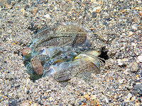 Zebra Mantis Shrimp - Lysiosquilla maculata Coconut Garden, Lembeh. Geotagged,Indonesia,Lysiosquillina maculata,Spring,Zebra mantis shrimp