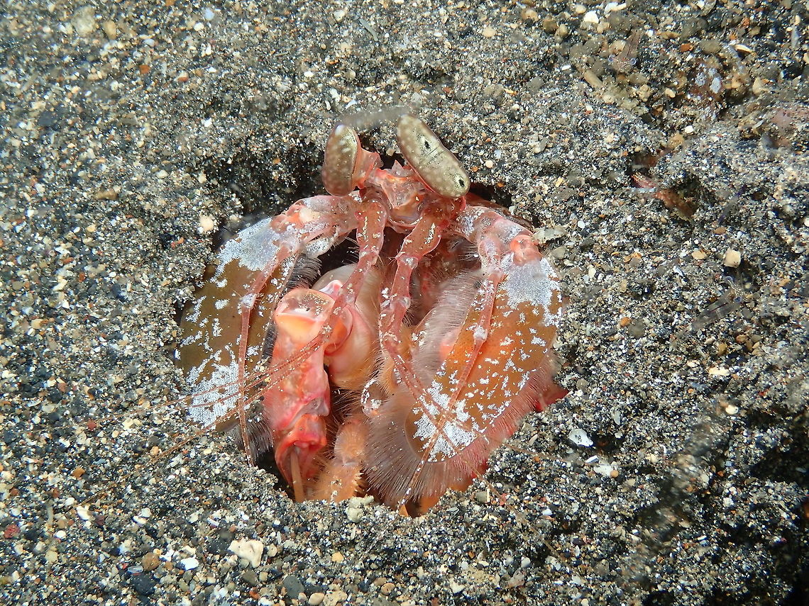 Giant/Spearing Mantis Shrimp - Lysiosquillina lisa Coconut Garden, Lembeh.<br />
<figure class="photo"><a href="https://www.jungledragon.com/image/71563/giantspearing_mantis_shrimp_-_lysiosquillina_lisa.html" title="Giant/Spearing Mantis Shrimp - Lysiosquillina lisa"><img src="https://s3.amazonaws.com/media.jungledragon.com/images/2298/71563_thumb.JPG?AWSAccessKeyId=05GMT0V3GWVNE7GGM1R2&Expires=1769040010&Signature=d4in3rZj5CCpX8t%2FX7oNxNIbT0E%3D" width="200" height="150" alt="Giant/Spearing Mantis Shrimp - Lysiosquillina lisa Coconut Garden, Lembeh. Geotagged,Indonesia,Lisa's Mantis Shrimp,Lysiosquillina lisa,Spring" /></a></figure> Geotagged,Indonesia,Lisa's Mantis Shrimp,Lysiosquillina lisa,Spring