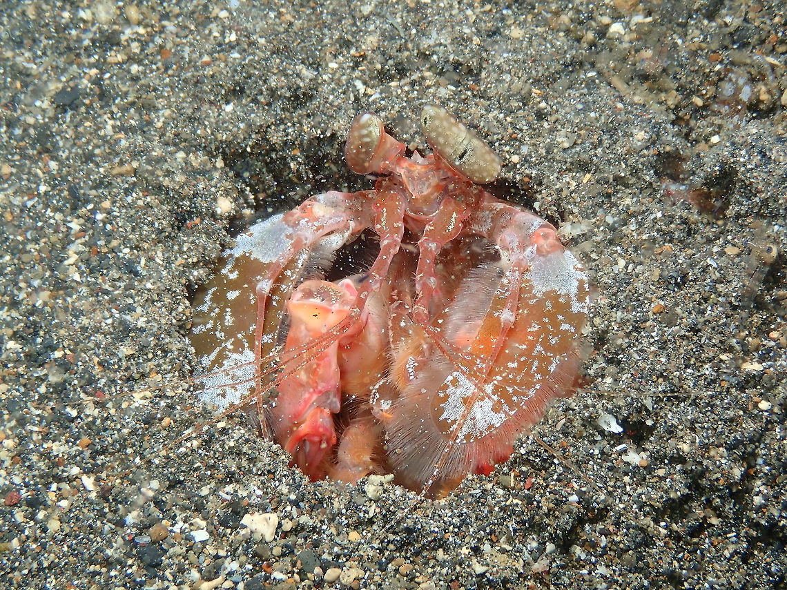 Giant/Spearing Mantis Shrimp - Lysiosquillina lisa Coconut Garden, Lembeh. Geotagged,Indonesia,Lisa's Mantis Shrimp,Lysiosquillina lisa,Spring