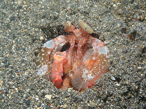 Giant/Spearing Mantis Shrimp - Lysiosquillina lisa Coconut Garden, Lembeh. Geotagged,Indonesia,Lisa's Mantis Shrimp,Lysiosquillina lisa,Spring