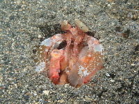 Giant/Spearing Mantis Shrimp - Lysiosquillina lisa Coconut Garden, Lembeh. Geotagged,Indonesia,Lisa's Mantis Shrimp,Lysiosquillina lisa,Spring