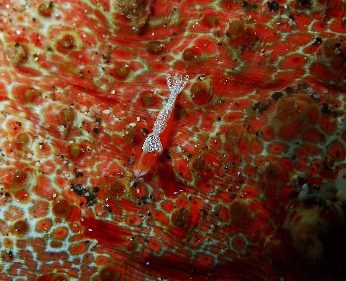 Emperor Shrimp - Periclimenes imperator Coconut Garden, Lembeh.<br />
Just enjoying a ride on a sea cucumber :-) Emperor shrimp,Geotagged,Indonesia,Periclimenes imperator,Spring