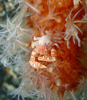 Haig's Porcelain Crab - Porcellanella haigae Coconut Garden, lembeh. Night dive.
https://www.jungledragon.com/image/71632/haigs_porcelain_crab_-_porcellanella_haigae.html
https://www.jungledragon.com/image/71633/haigs_porcelain_crab_-_porcellanella_haigae.html Geotagged,Haig's Porcelain Crab,Indonesia,Porcellanella haigae,Spring