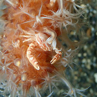 Haig's Porcelain Crab - Porcellanella haigae Coconut Garden, Lembeh. Night dive. Geotagged,Haig's Porcelain Crab,Indonesia,Porcellanella haigae,Spring