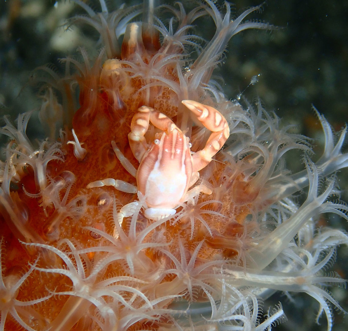 Haig's Porcelain Crab - Porcellanella haigae Coconut Garden, Lembeh. Geotagged,Haig's Porcelain Crab,Indonesia,Porcellanella haigae,Spring