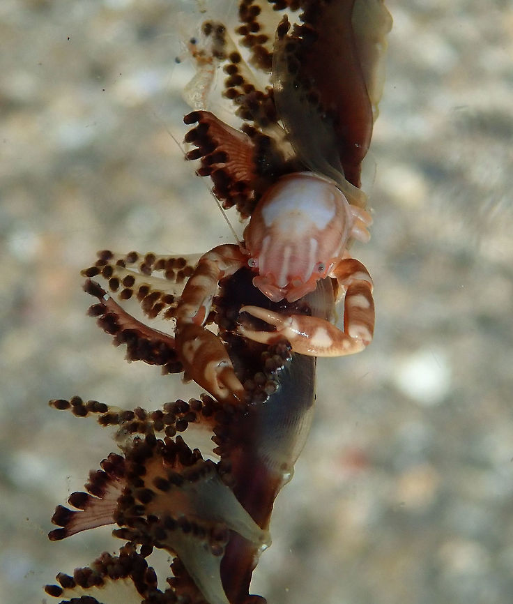 Haig's Porcelain Crab - Porcellanella haigae Coconut Garden, Lembeh. Night dive.<br />
This one was in a different sea pen. Geotagged,Haig's Porcelain Crab,Indonesia,Porcellanella haigae,Spring