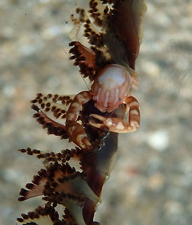 Haig's Porcelain Crab - Porcellanella haigae Coconut Garden, Lembeh. Night dive.
This one was in a different sea pen. Geotagged,Haig's Porcelain Crab,Indonesia,Porcellanella haigae,Spring