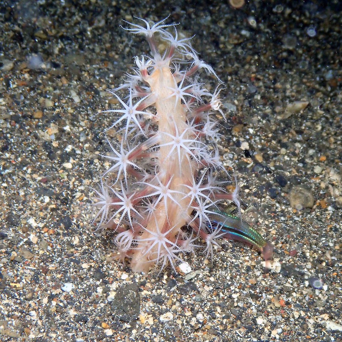 Veretillidae Coconut Garden, Lembeh.<br />
This is one of many sea pens found in the night dive all over the sandy floors. It is very difficult to find sp. for these. All I can say is sea pens are octocoral colonial cnidarians owing their name to their brush-like appearance. <br />
From Wikipedia:<br />
Unlike other octocorals, however, a sea pen&#039;s polyps are specialized to specific functions: a single polyp develops into a rigid, erect stalk (the rachis) and loses its tentacles, forming a bulbous &quot;root&quot; or peduncle at its base. The other polyps branch out from this central stalk, forming water intake structures (siphonozooids), feeding structures (autozooids) with nematocysts, and reproductive structures. The entire colony is fortified by calcium carbonate in the form of spicules and a central axial rod.  Geotagged,Indonesia,Lembeh,Spring,Veretillidae,octocoral,sea pen