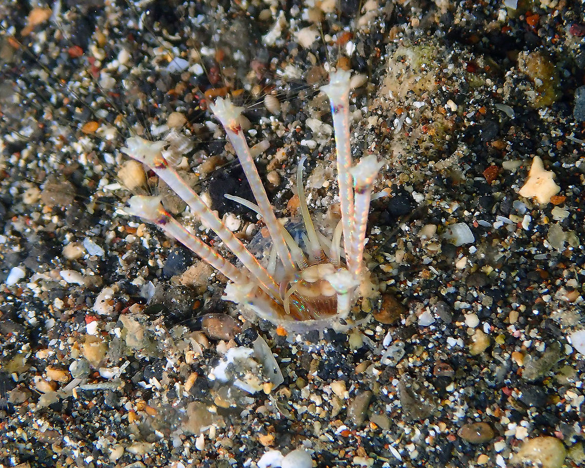 Longibrachium arariensis Coconut Garden, Lembeh. <br />
Seen during a night dive it was a very puzzling organism for me to identify. At first I thought it could be a juvenile bobbit worm but it seemed to be a different worm. In Facebook they gave me the right ID. Longibrachium consists of 5 species, one is in the Atlanticum so I can discard it. I place tentatively L. arariensis which has been identified near Japan, and therefore relatively closer to Indonesia.<br />
<figure class="photo"><a href="https://www.jungledragon.com/image/71649/longibrachium_arariensis.html" title="Longibrachium arariensis"><img src="https://s3.amazonaws.com/media.jungledragon.com/images/2298/71649_thumb.JPG?AWSAccessKeyId=05GMT0V3GWVNE7GGM1R2&Expires=1767225610&Signature=ARmvldlXv32yVuBtKwNtqYgsCzw%3D" width="200" height="152" alt="Longibrachium arariensis Coconut Garden, Lembeh. Geotagged,Indonesia,Longibrachium arariensis,Polychaete Worm,Spring" /></a></figure> Geotagged,Indonesia,Longibrachium arariensis,Polychaete Worm,Spring