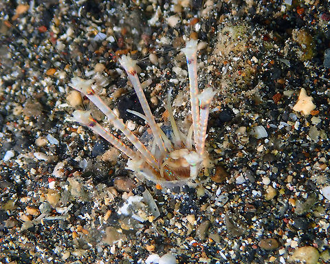 Longibrachium arariensis Coconut Garden, Lembeh. 
Seen during a night dive it was a very puzzling organism for me to identify. At first I thought it could be a juvenile bobbit worm but it seemed to be a different worm. In Facebook they gave me the right ID. Longibrachium consists of 5 species, one is in the Atlanticum so I can discard it. I place tentatively L. arariensis which has been identified near Japan, and therefore relatively closer to Indonesia.
https://www.jungledragon.com/image/71649/longibrachium_arariensis.html Geotagged,Indonesia,Longibrachium arariensis,Polychaete Worm,Spring