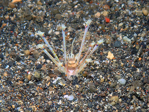 Longibrachium arariensis Coconut Garden, Lembeh. Geotagged,Indonesia,Longibrachium arariensis,Polychaete Worm,Spring