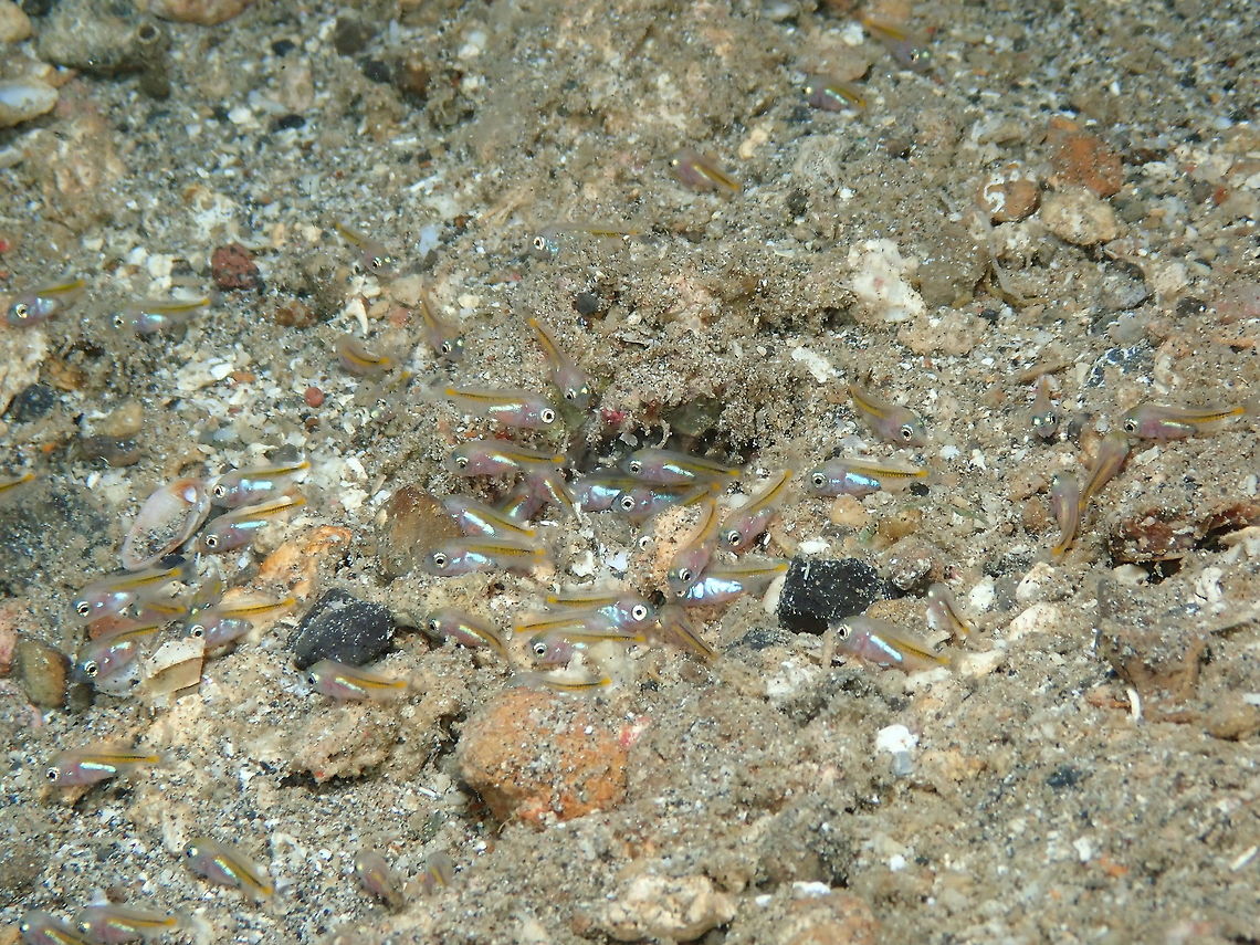 Juveniles of the Spiny Chromis Damselfish - Acanthochromis polyacanthus Coconut Garden, Lembeh. Night dive.<br />
It is a tentative ID as I could not find the adults in the proximity of this shelter. Acanthochromis polyacanthus,Geotagged,Indonesia,Spiny Chromis Damselfish,Spring