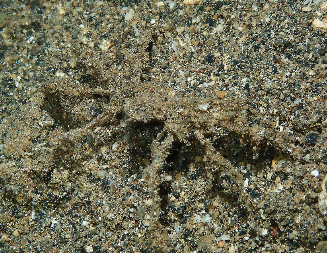 Decorator crab Coconut Garden, Lembeh. Night dive.<br />
Another of these impossible to ID crabs. It could be Achaeus sp. It seems very well disguised with sand covering its body. Decorator Crab,Geotagged,Indonesia,Lembeh,Spring,crab