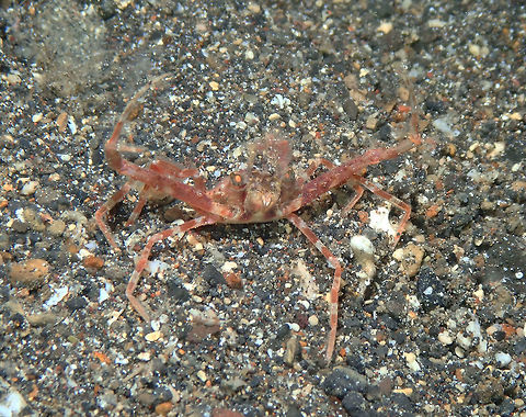 Swimming Crab - Portunus sp. Coconut Garden, Lembeh. Night dive.
A very mad crab displaying its tiny fists at me!
https://www.jungledragon.com/image/71653/swimming_crab_-_portunus_sp.html Geotagged,Indonesia,Lembeh,Portunus,Portunus sp,Spring,crab