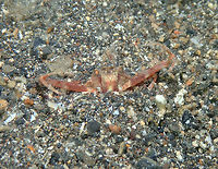Swimming Crab - Portunus sp. Coconut Garden, Lembeh. Night dive.<br />
After his threats he decided next best course of action was to hide again in the sand! :-D Geotagged,Indonesia,Lembeh,Portunus,Portunus sp,Spring,crab