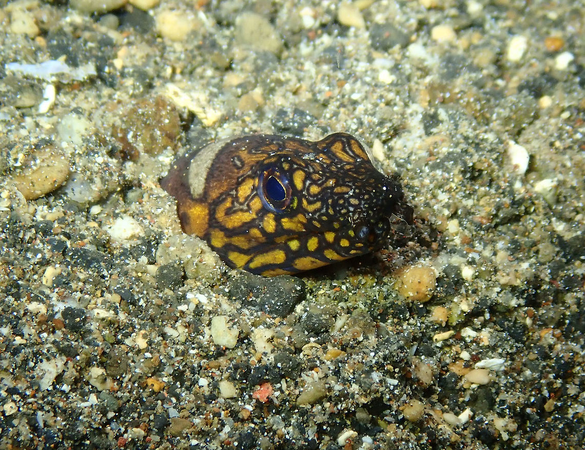 Napoleon Snake Eel -Ophichthus bonaparti Coconut Garden, Lembeh. Night dive.<br />
<figure class="photo"><a href="https://www.jungledragon.com/image/71655/napoleon_snake_eel_-ophichthus_bonaparti.html" title="Napoleon Snake Eel -Ophichthus bonaparti"><img src="https://s3.amazonaws.com/media.jungledragon.com/images/2298/71655_thumb.JPG?AWSAccessKeyId=05GMT0V3GWVNE7GGM1R2&Expires=1769040010&Signature=Had%2BiRZTBtvMYOMxq%2BmcCqssIWA%3D" width="200" height="156" alt="Napoleon Snake Eel -Ophichthus bonaparti Coconut Garden, Lembeh. Geotagged,Indonesia,Napoleon snake eel,Ophichthus bonaparti,Spring" /></a></figure> Geotagged,Indonesia,Napoleon snake eel,Ophichthus bonaparti,Spring